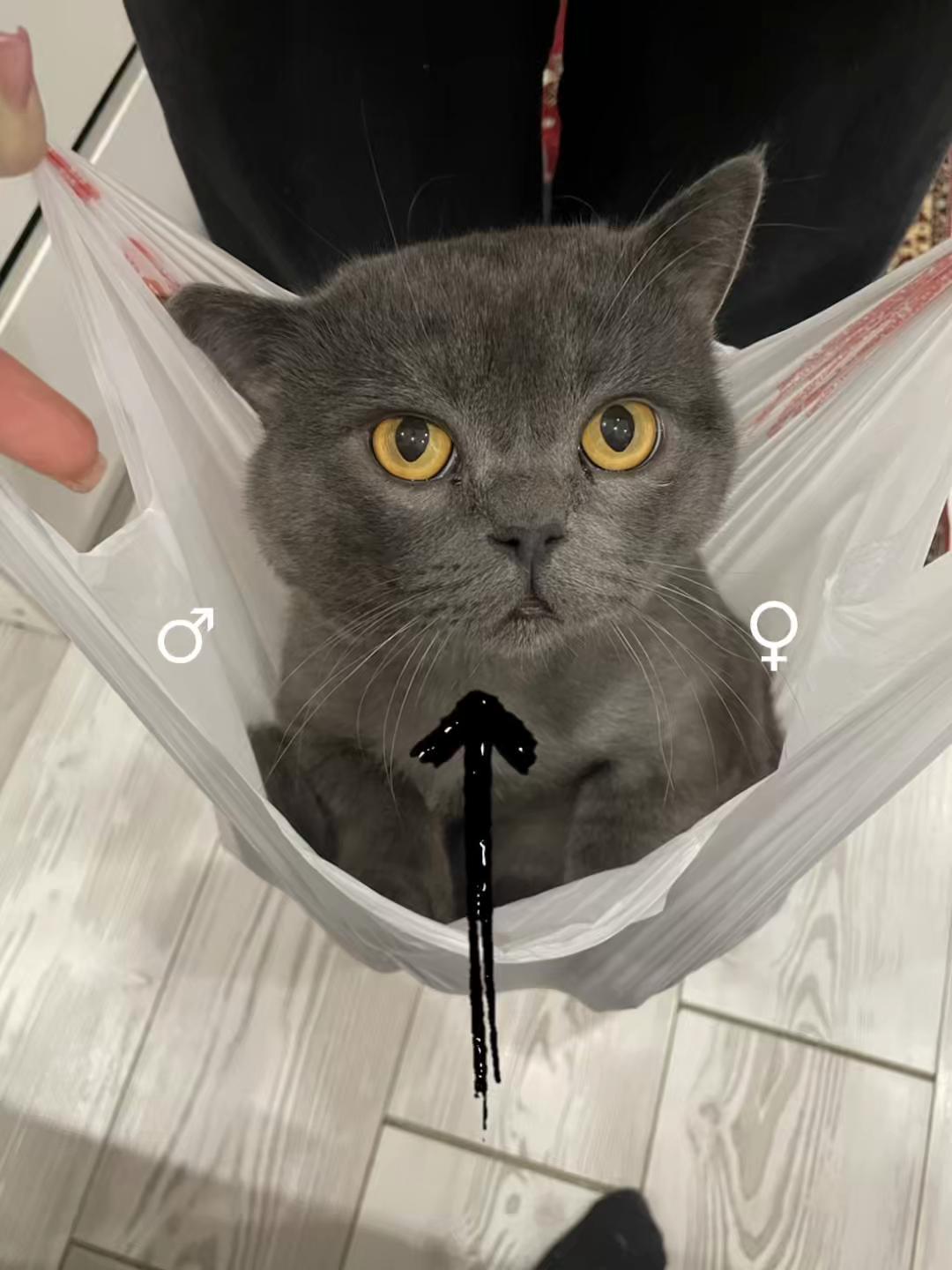 @🏎️catошка