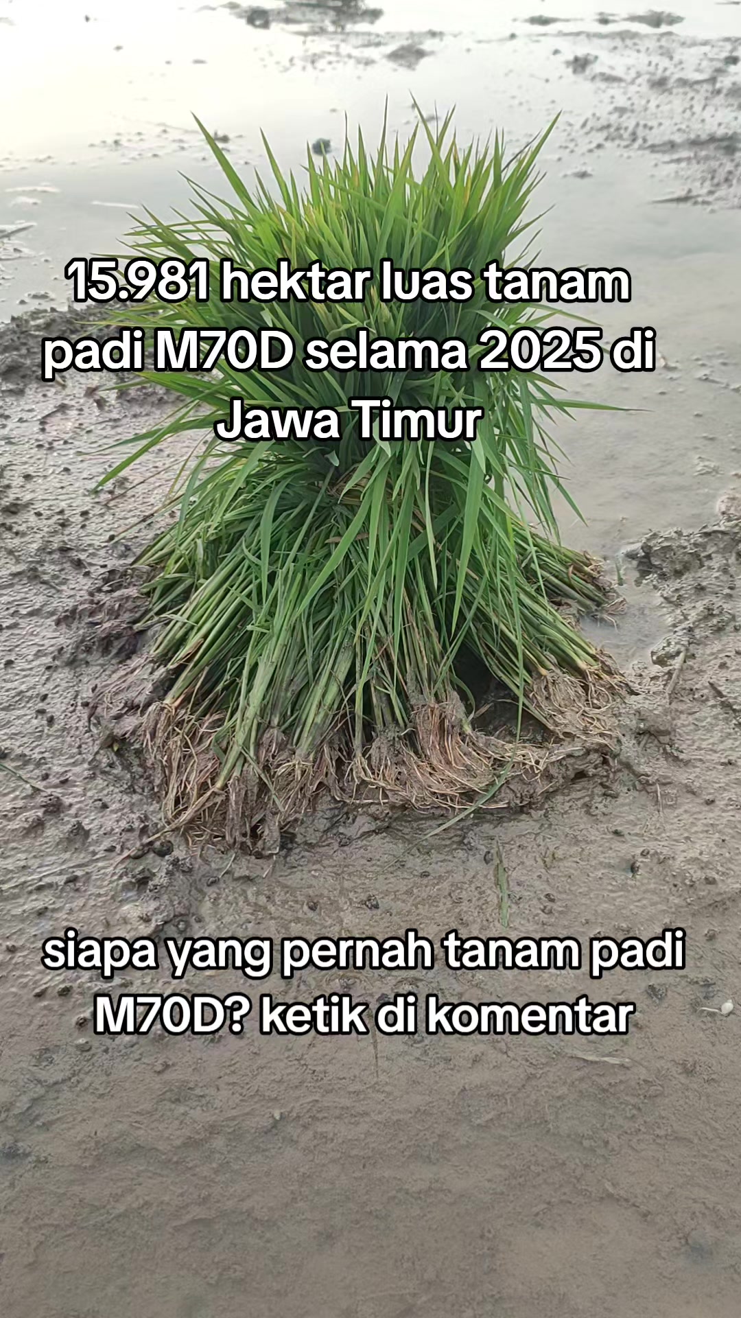 @ahmad mundir