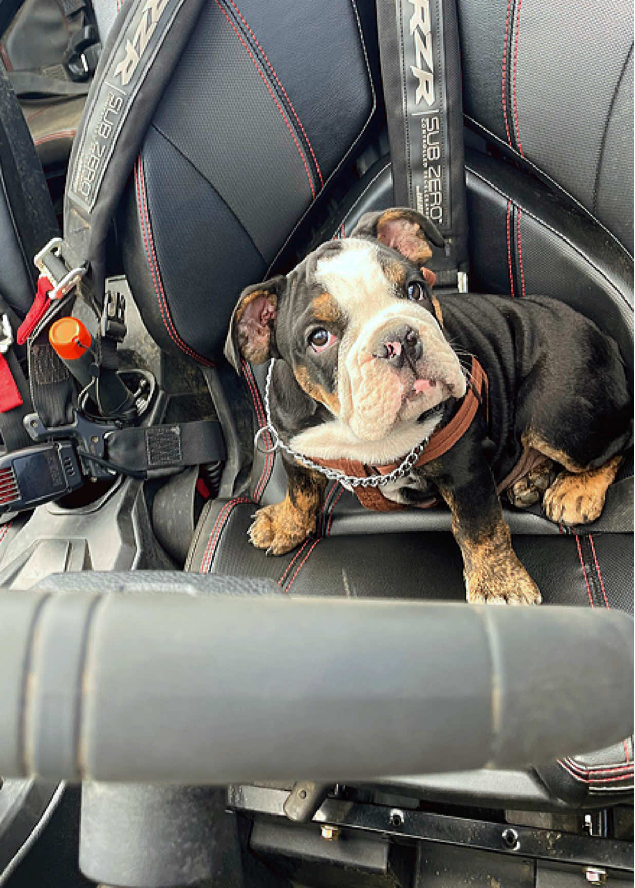 @1of1bulldogz