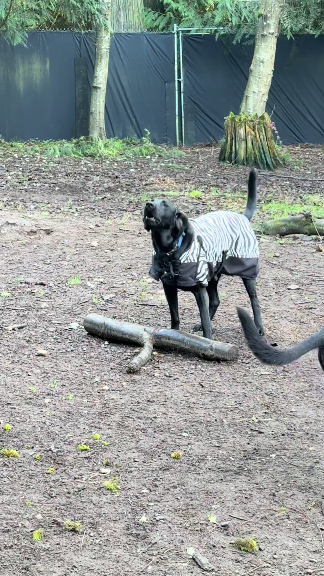 @Derpydogbus