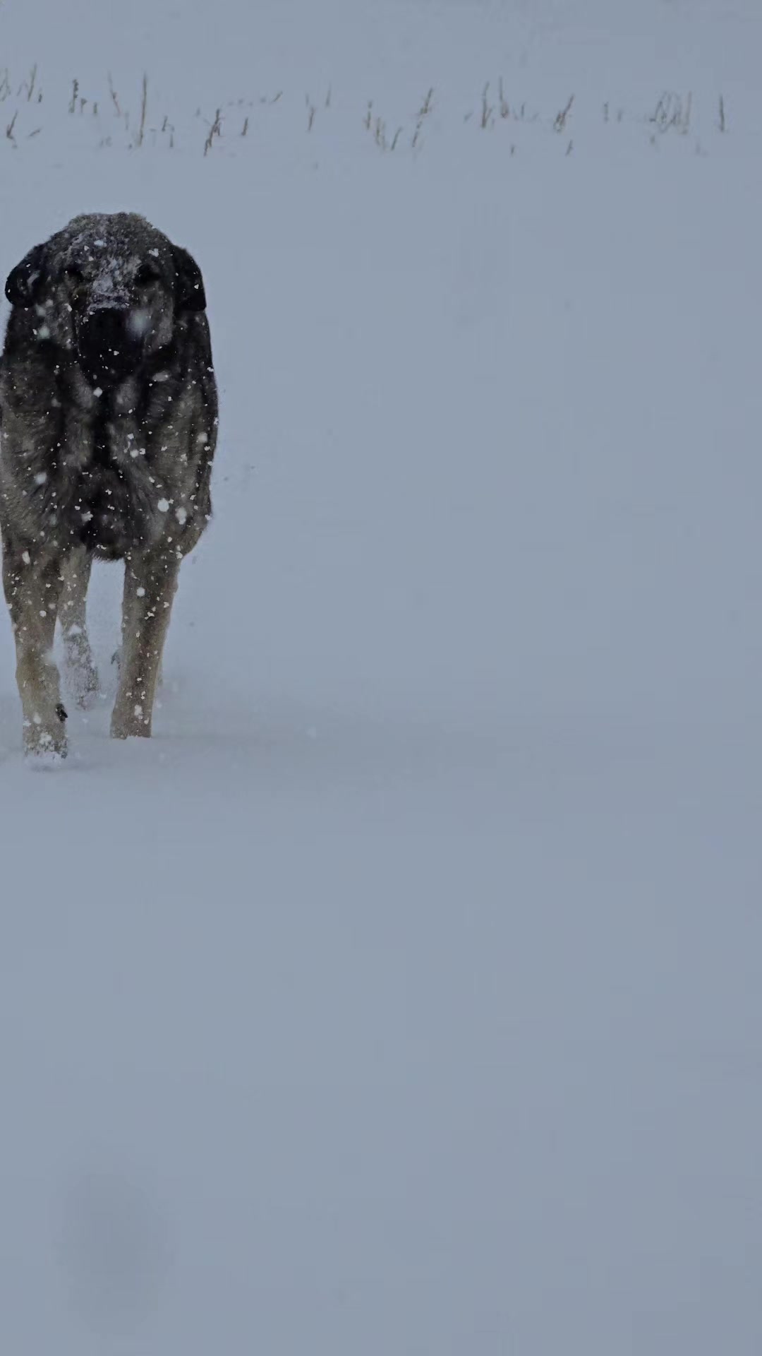 @Anatolian Shepherd Dog