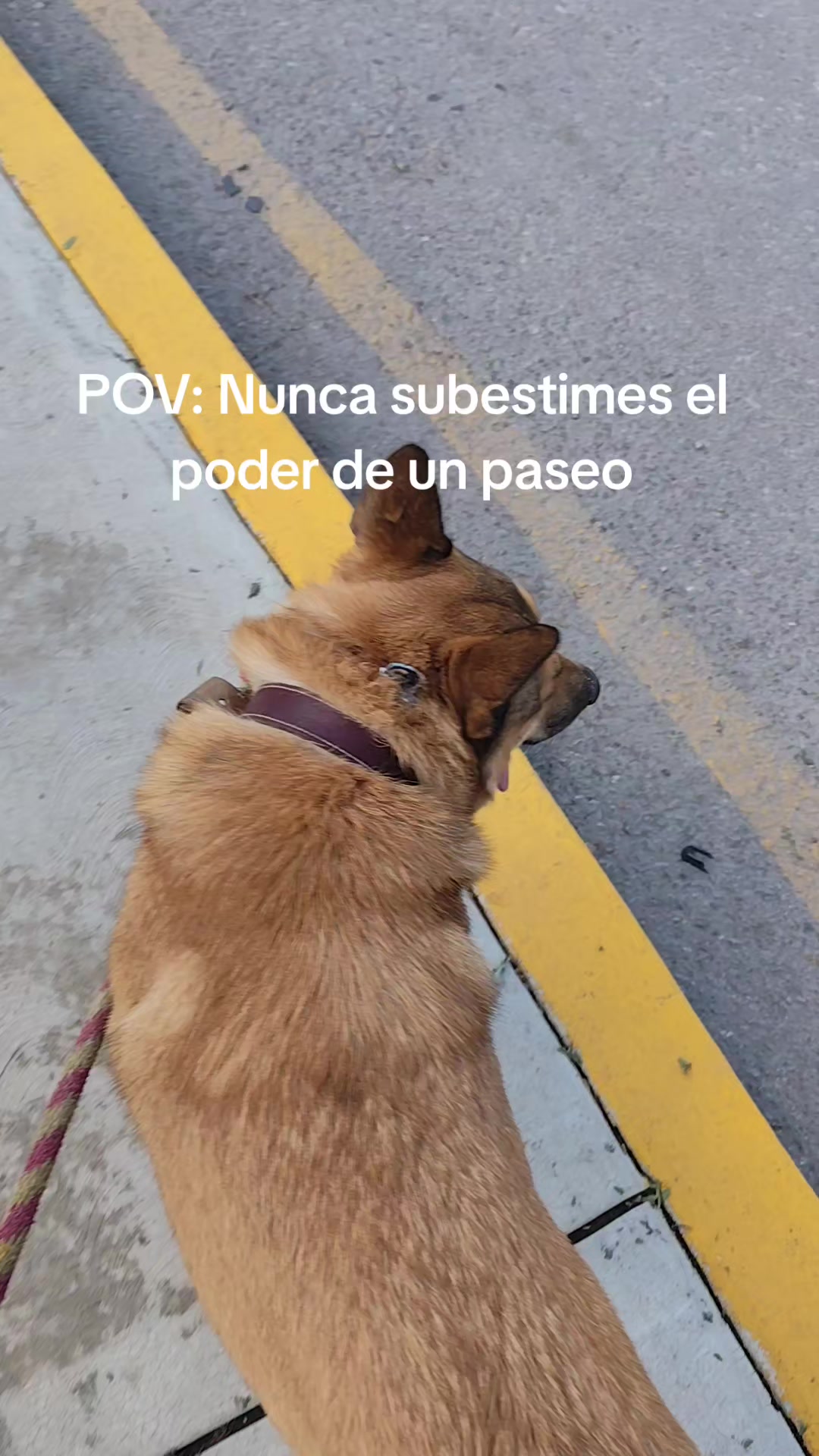 @DogWalkZacatecas♥️🐕🦺🌟