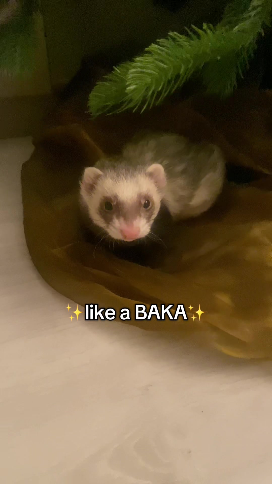 @FerretFiesta