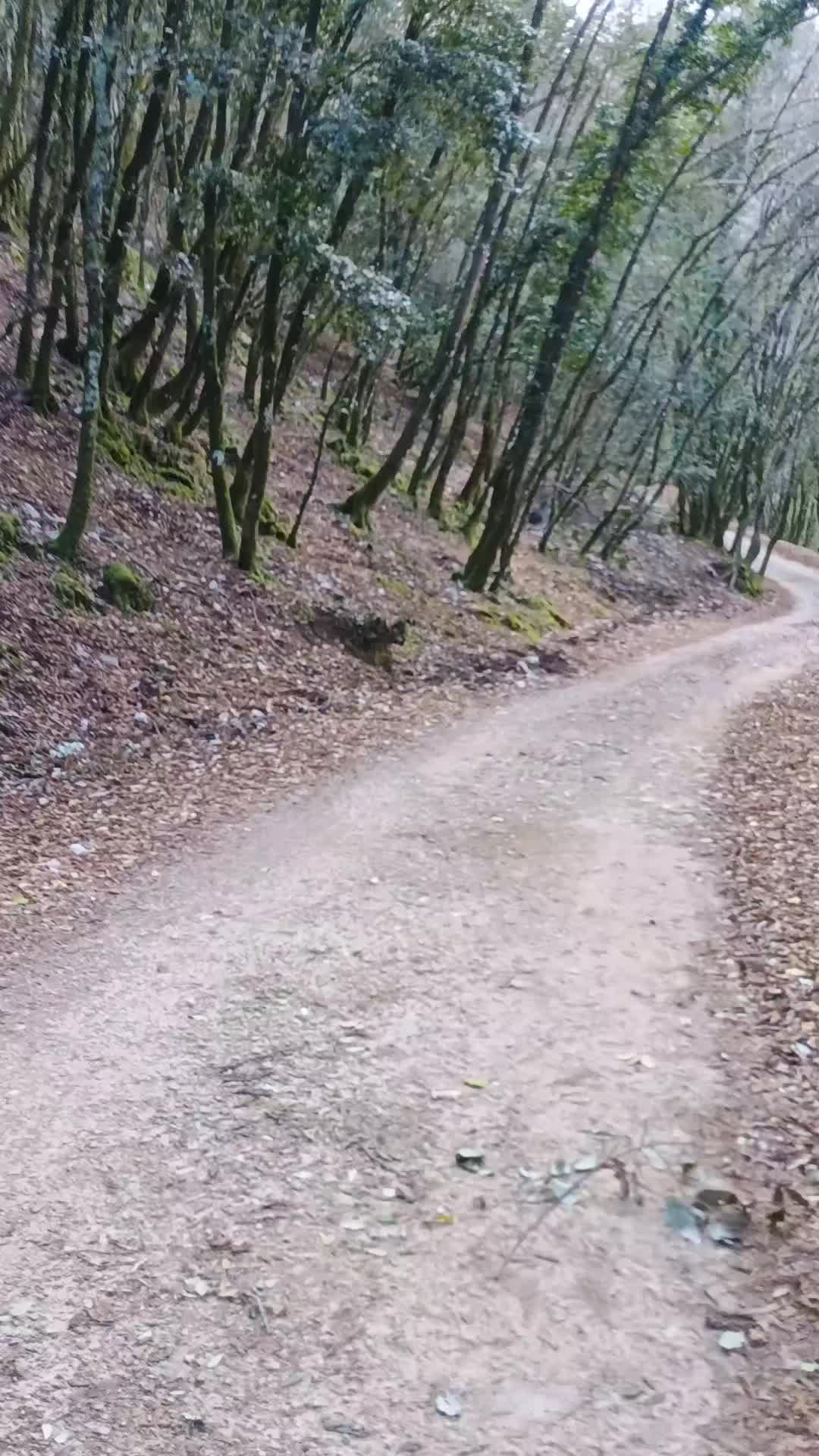 @monte.cassino