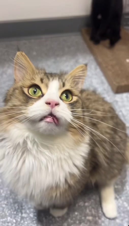 @The Fur Seasons Feline Rescue