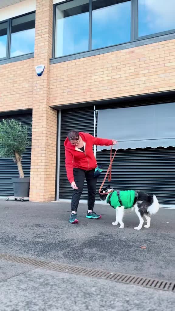 @Train Up Pup