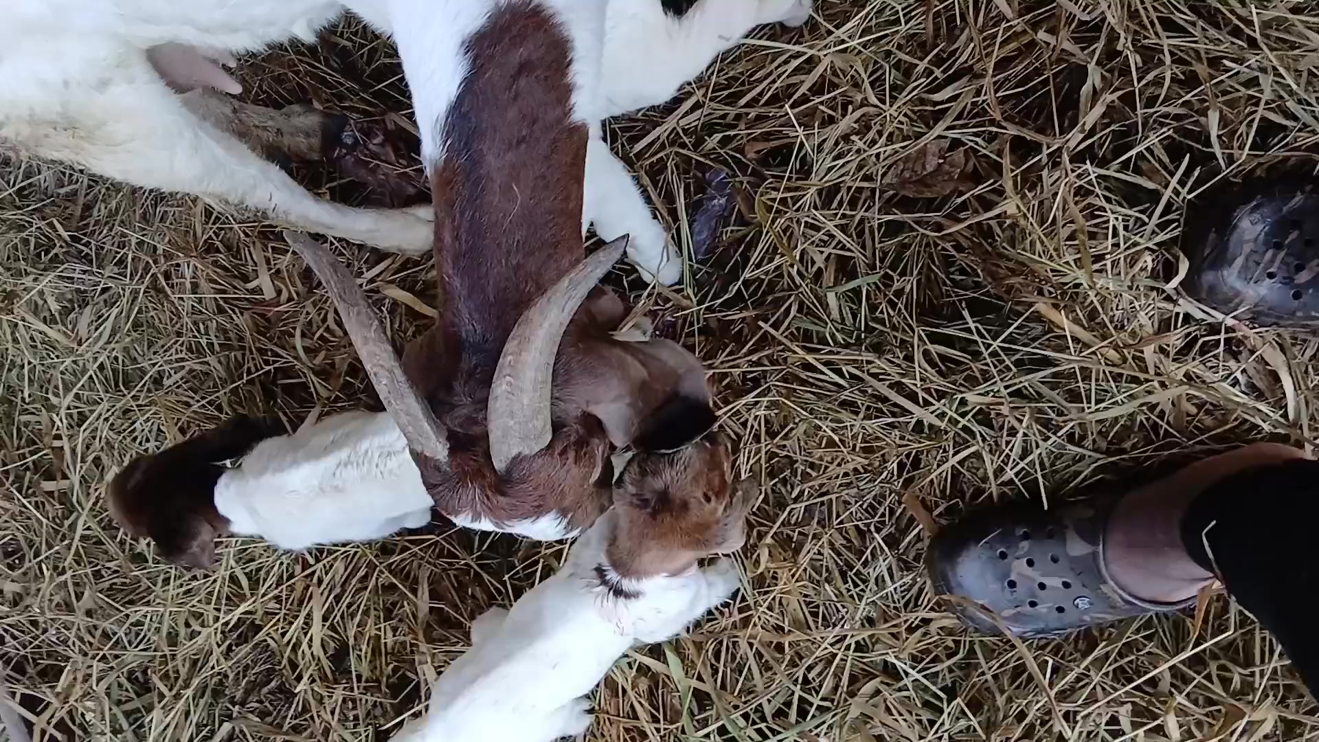 @Hillside farms 🐐