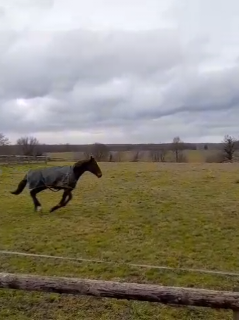 @Le Journal D'un Cheval & Cie