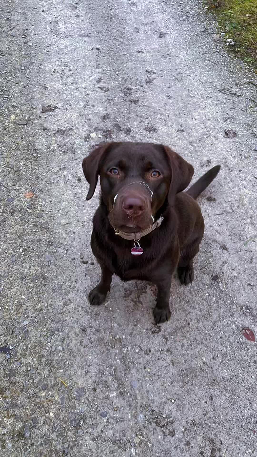 @Nala_thechocolab