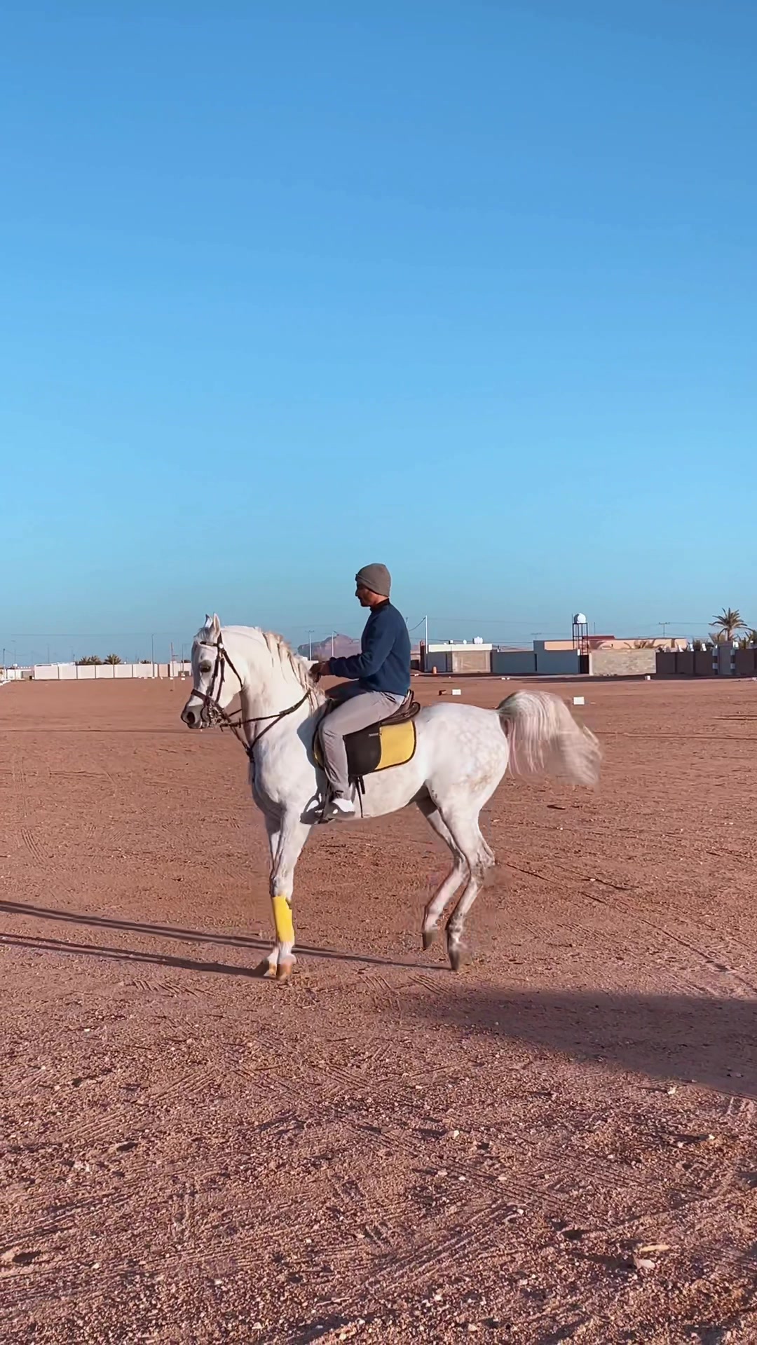 @عامر الشمري🐎