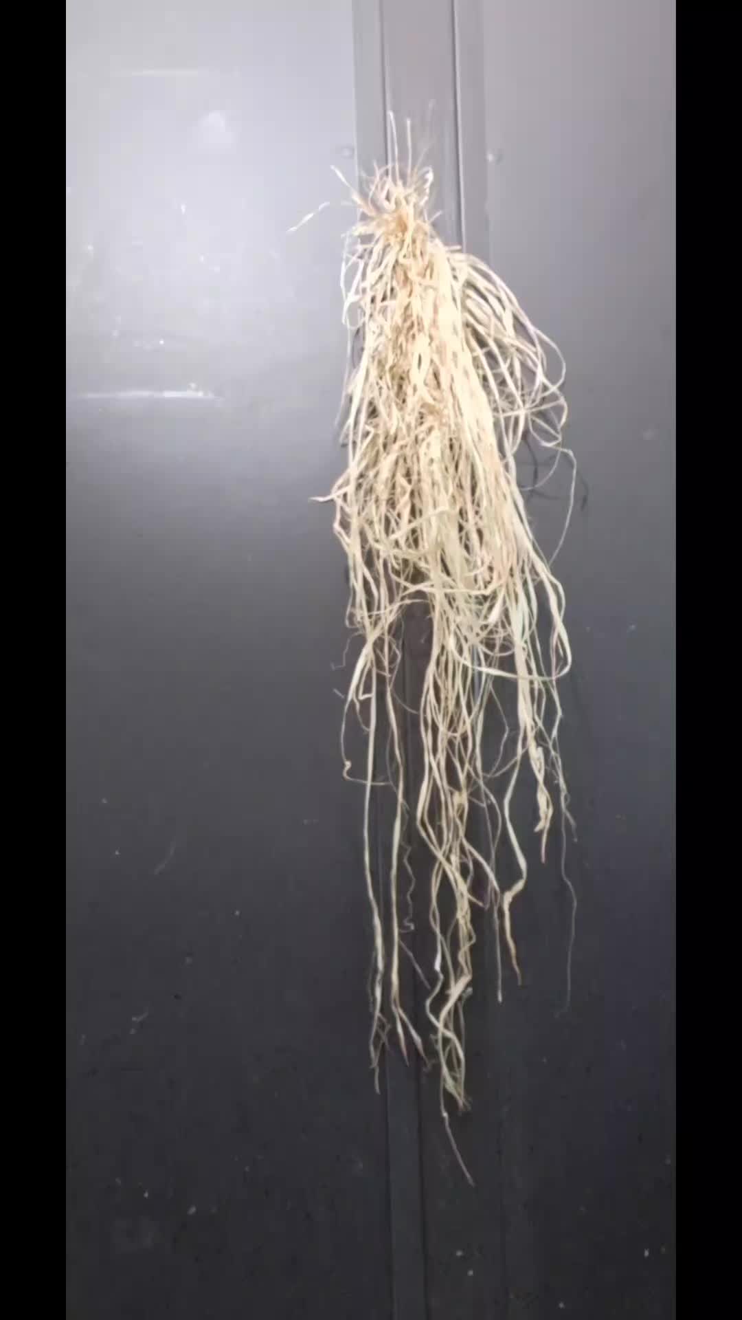 @KH77176
