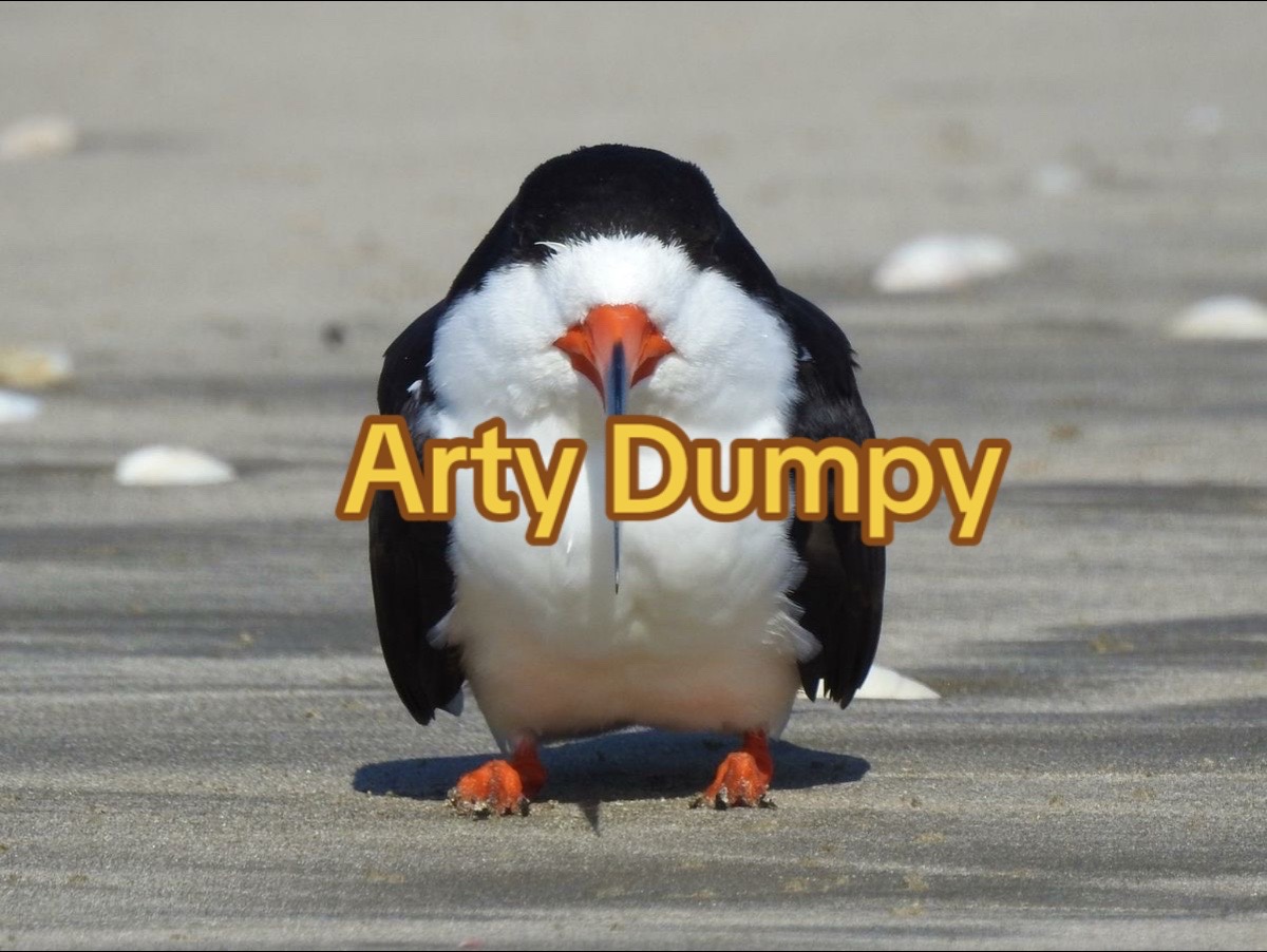 @🌟 A