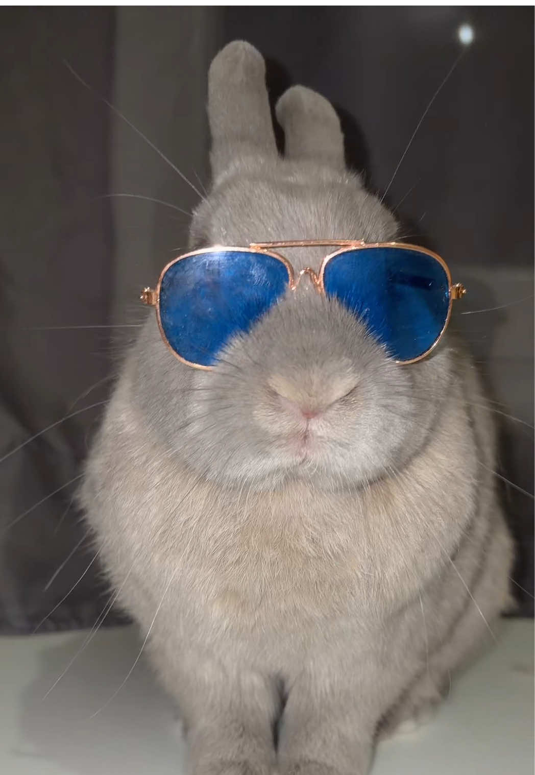 @PantoufleLapin