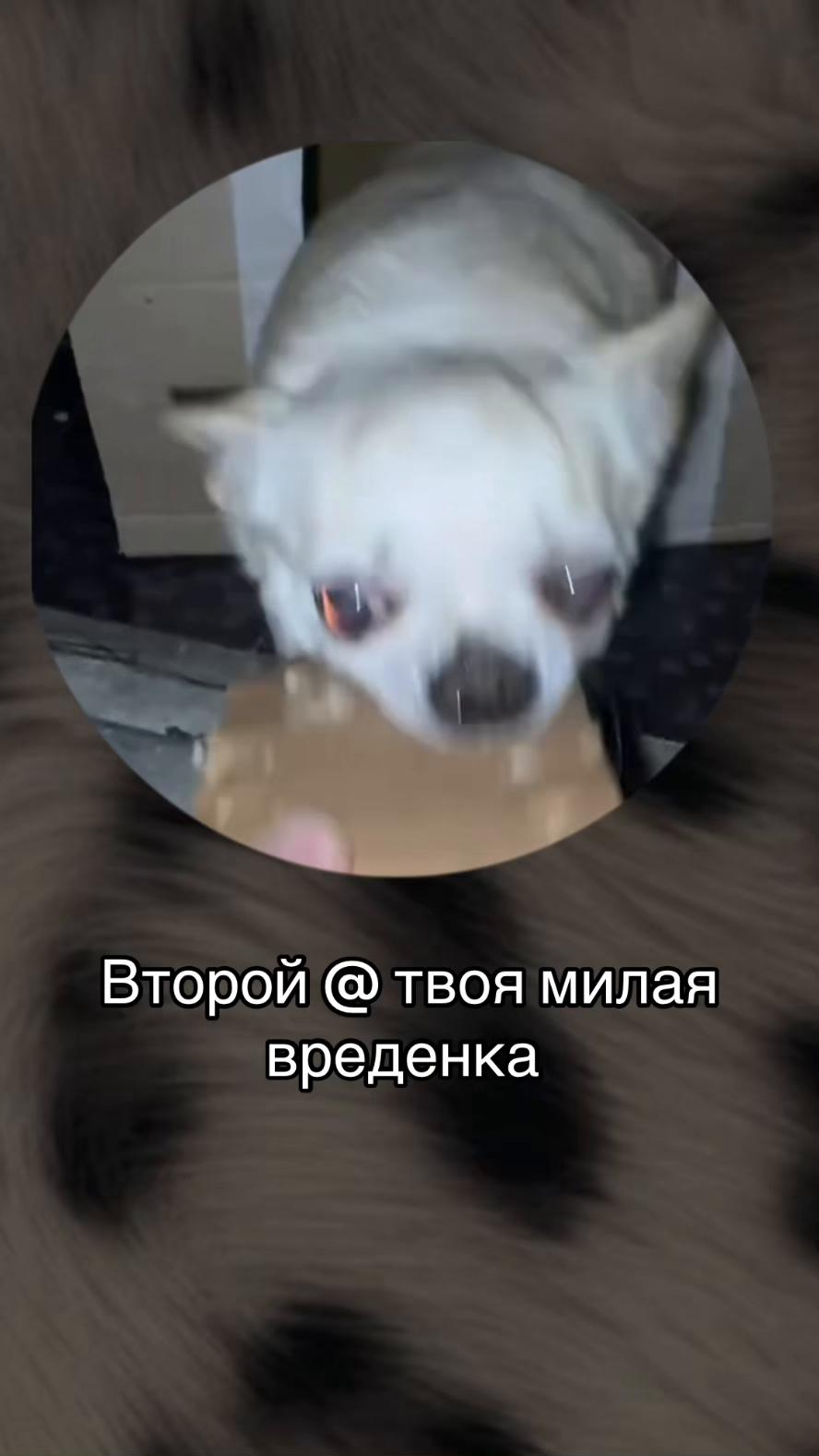 @_Bibo_