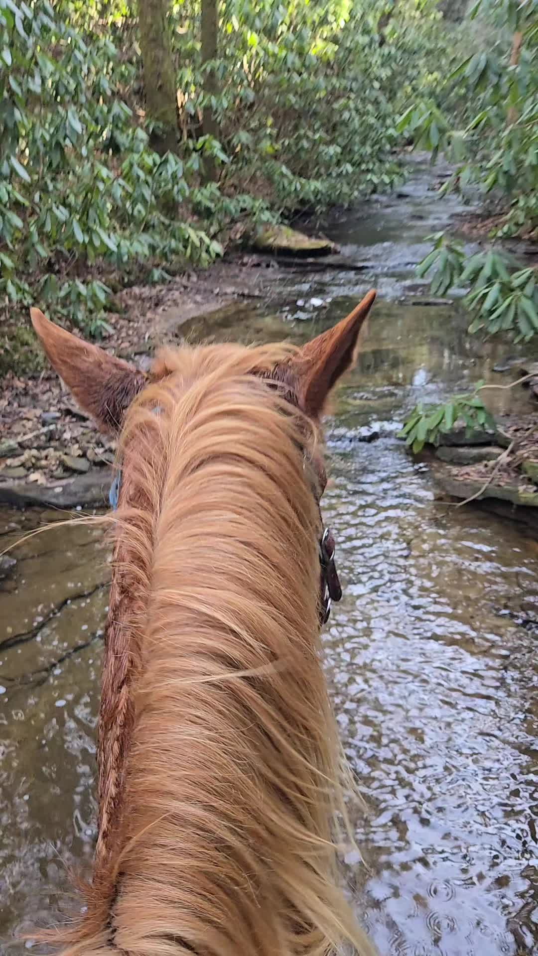 @crosseyedcattle