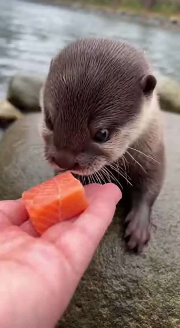 @baby_otters0