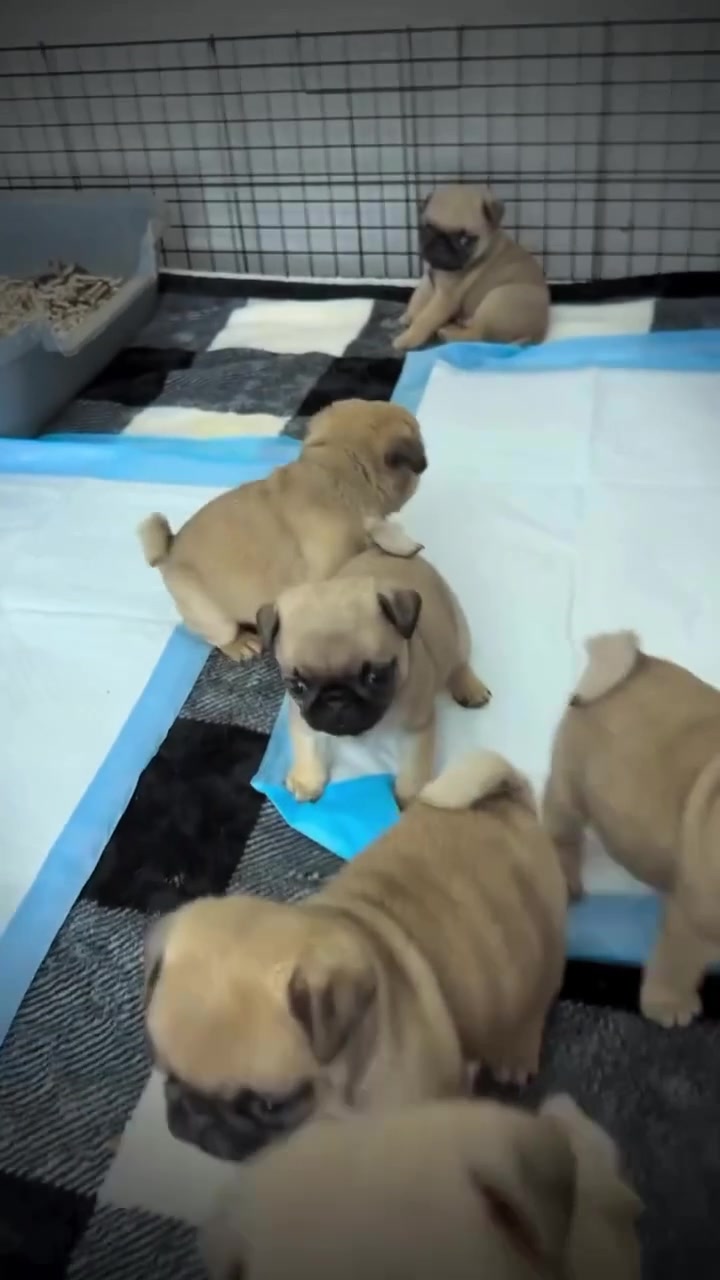@Pug Puppies world 🐶❤️