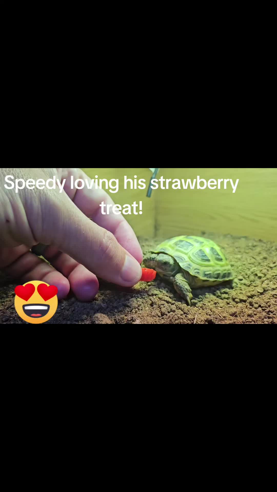 @speedy_the_tortoise