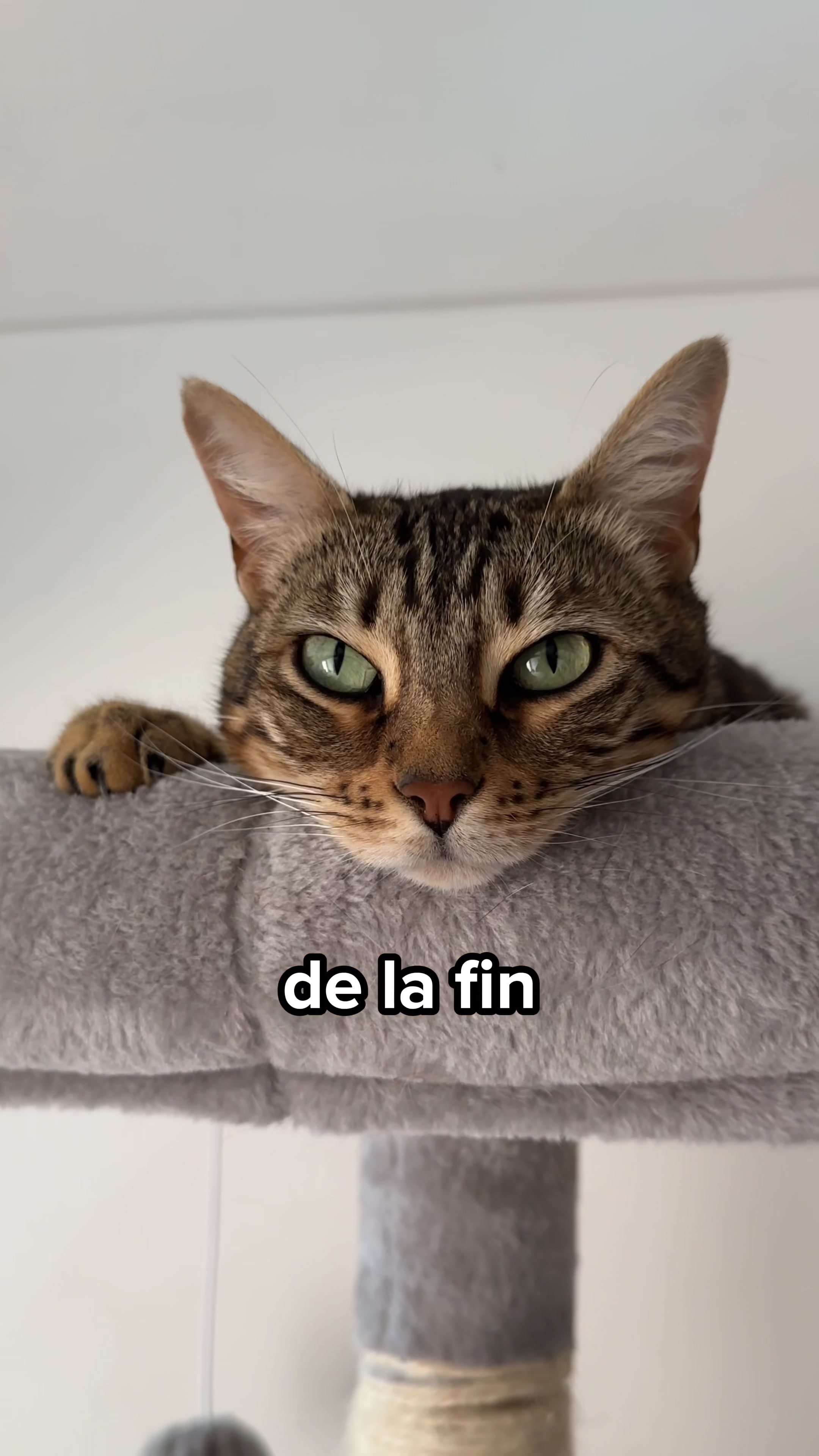 @Ricki the Bengal