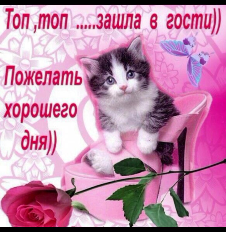 @котики на каждый день