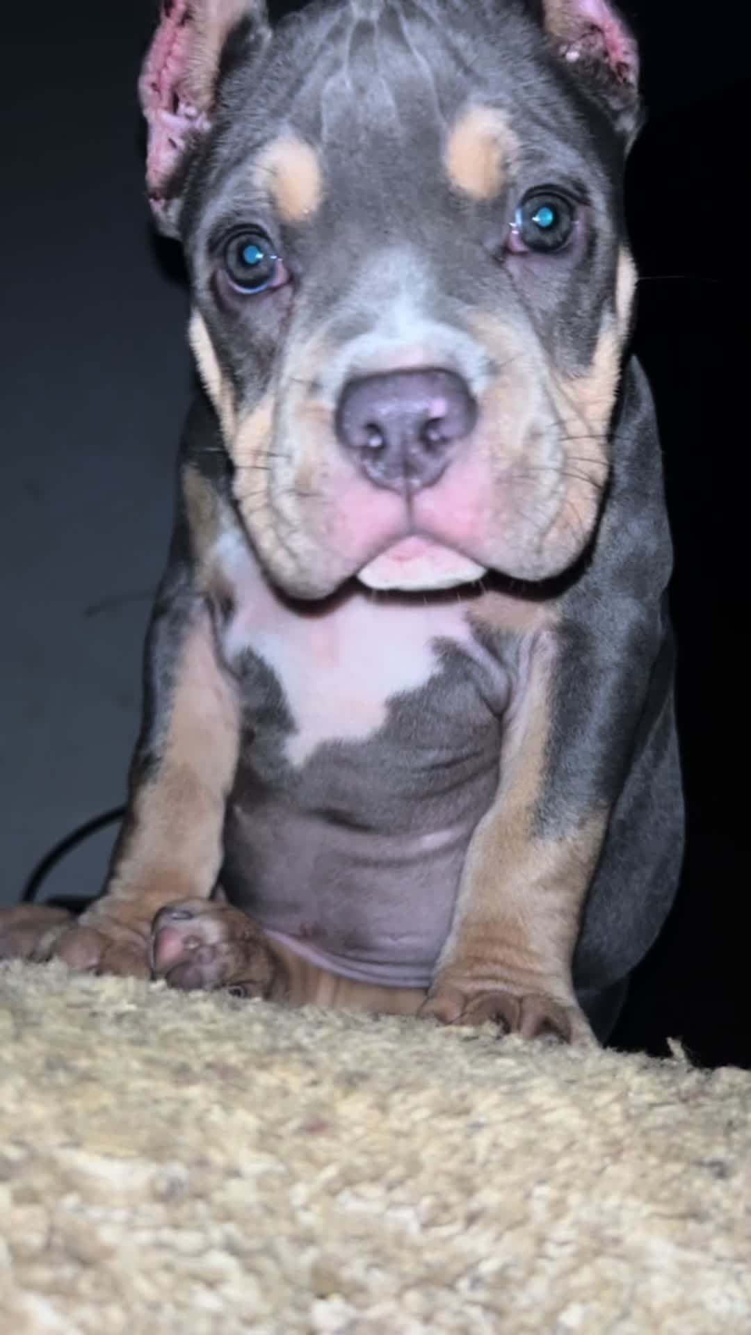 @D3 tri State kennel