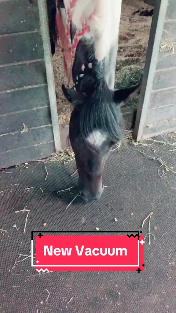 @Panda the Pony