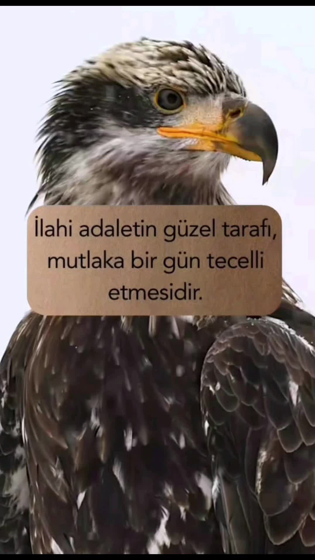 @Evlaat