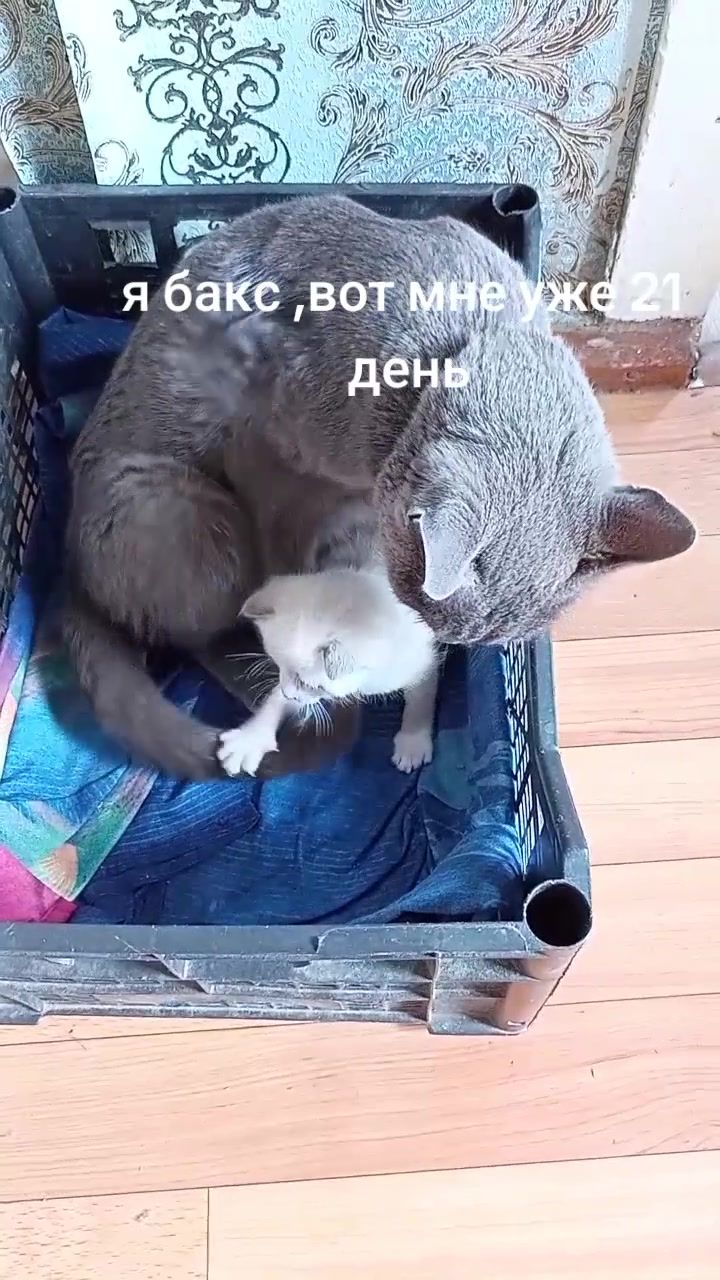 @св,.,с,....