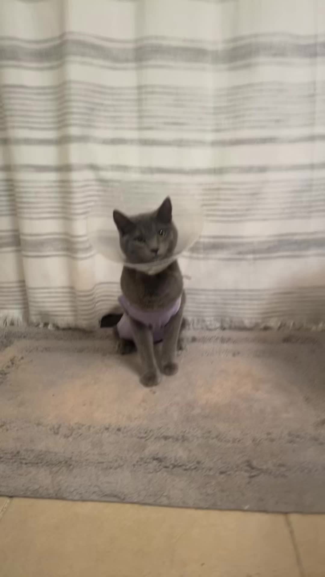 @KittyTheCat