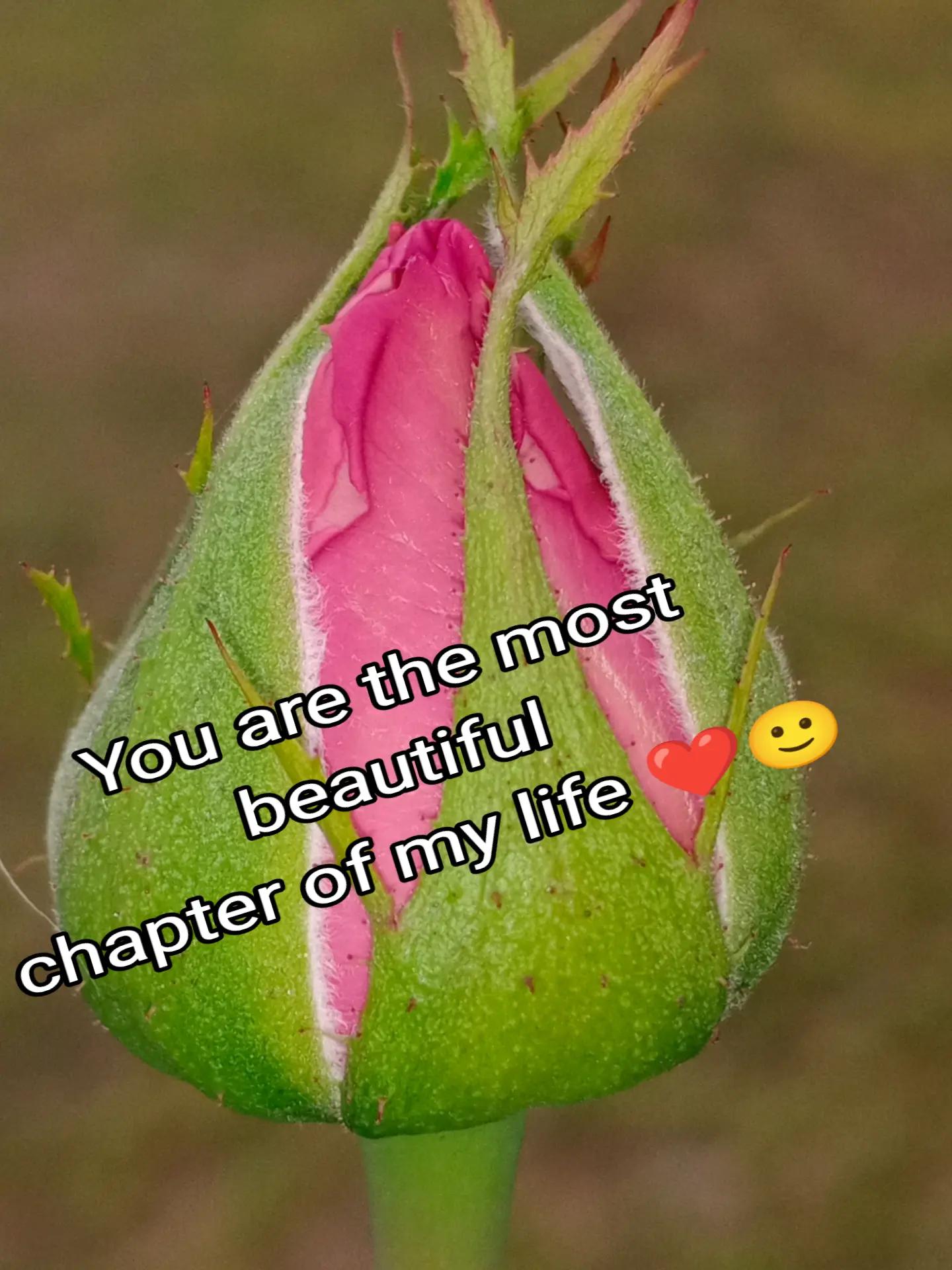 @💞Only_Flowers💞