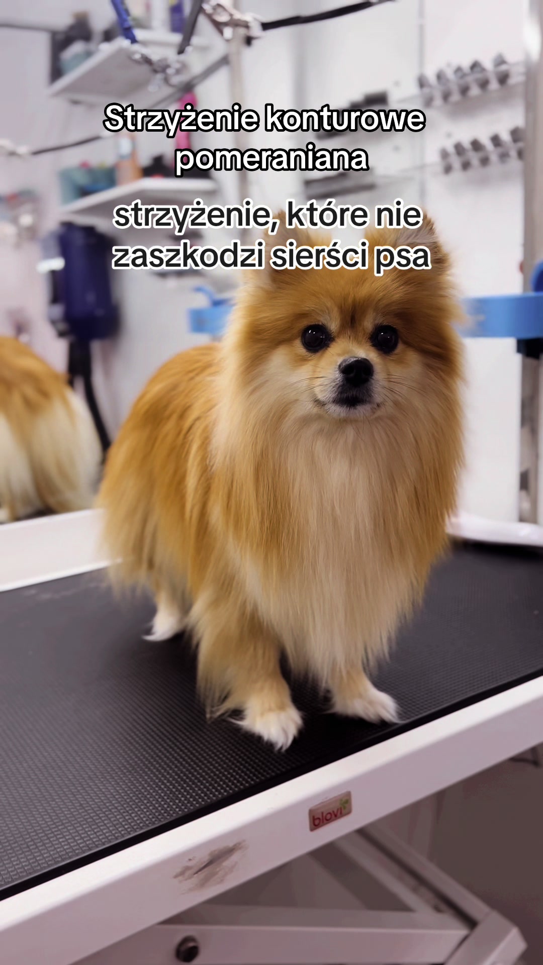 @PetStylist_Teti