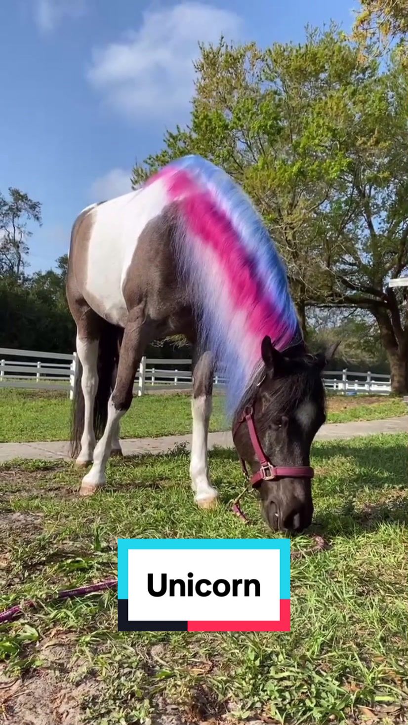 @Panda the Pony
