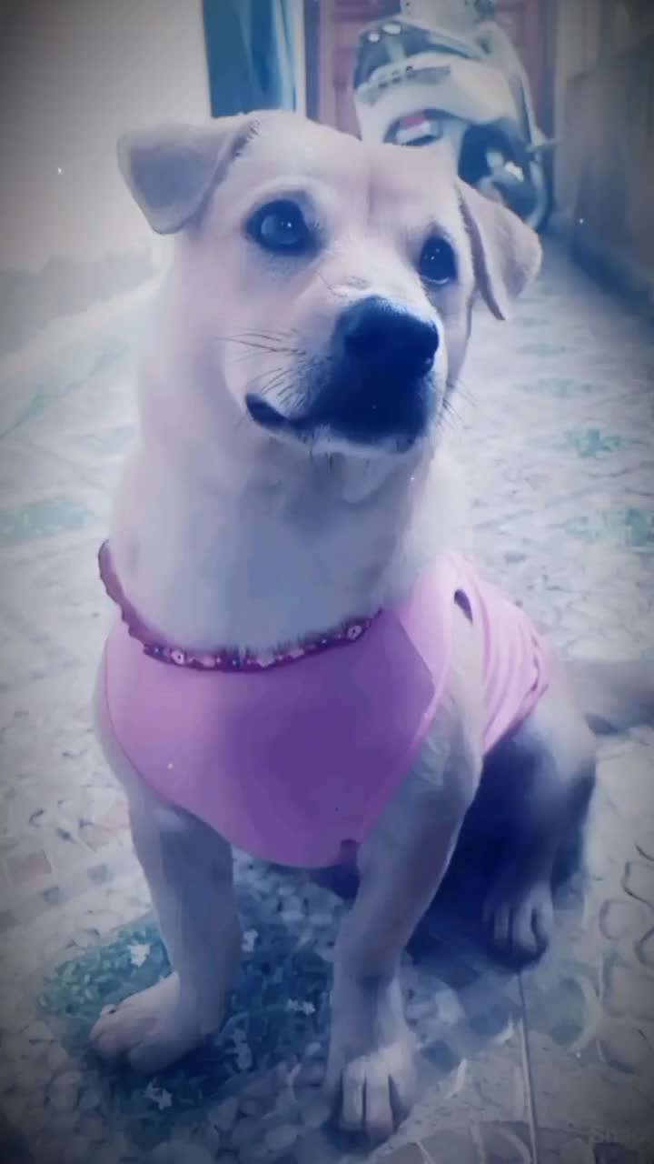 @LIX PUL M&Atilde;I MẬN
