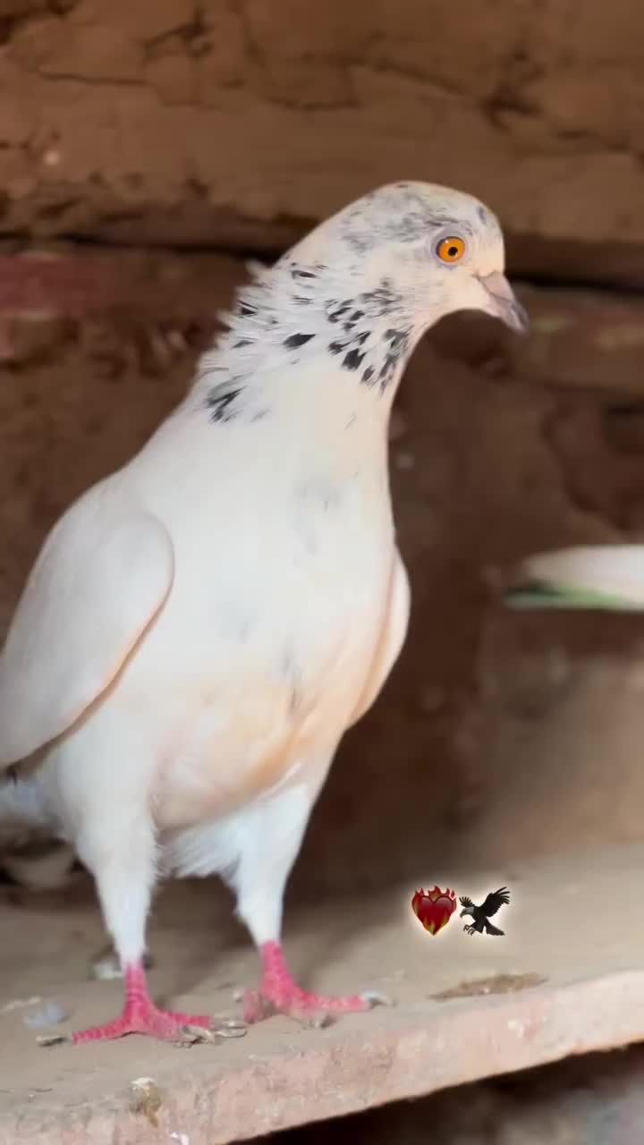 @🕊️PEGON🕊️
