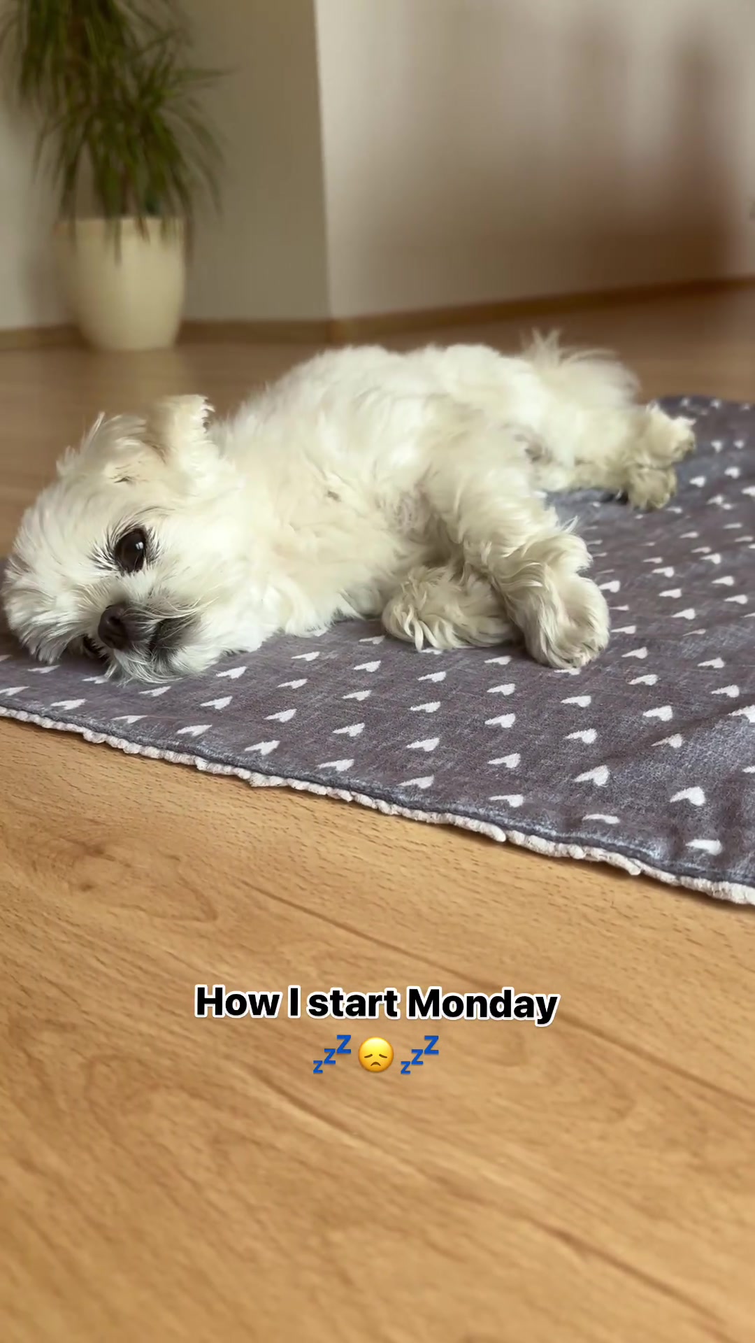 @mildred.the.maltese