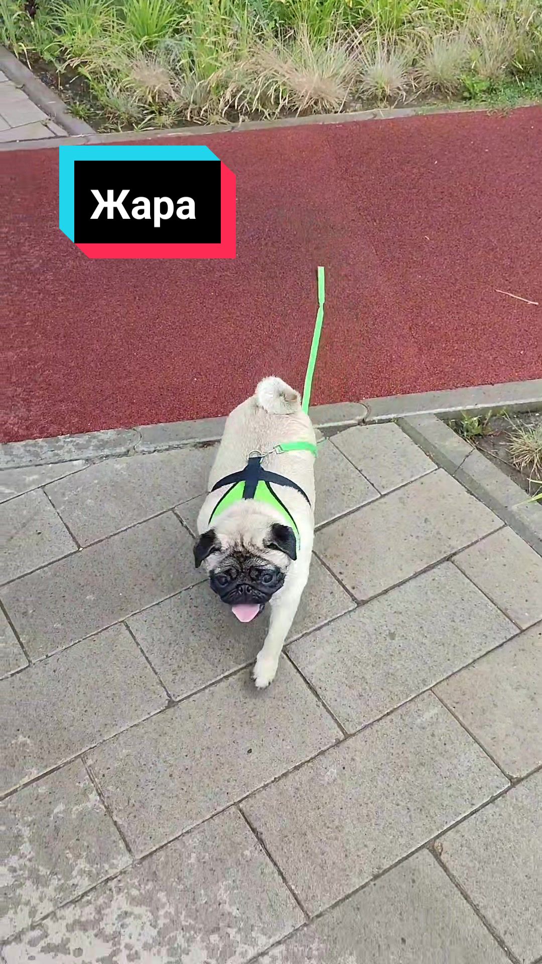 @Мопс Луиза