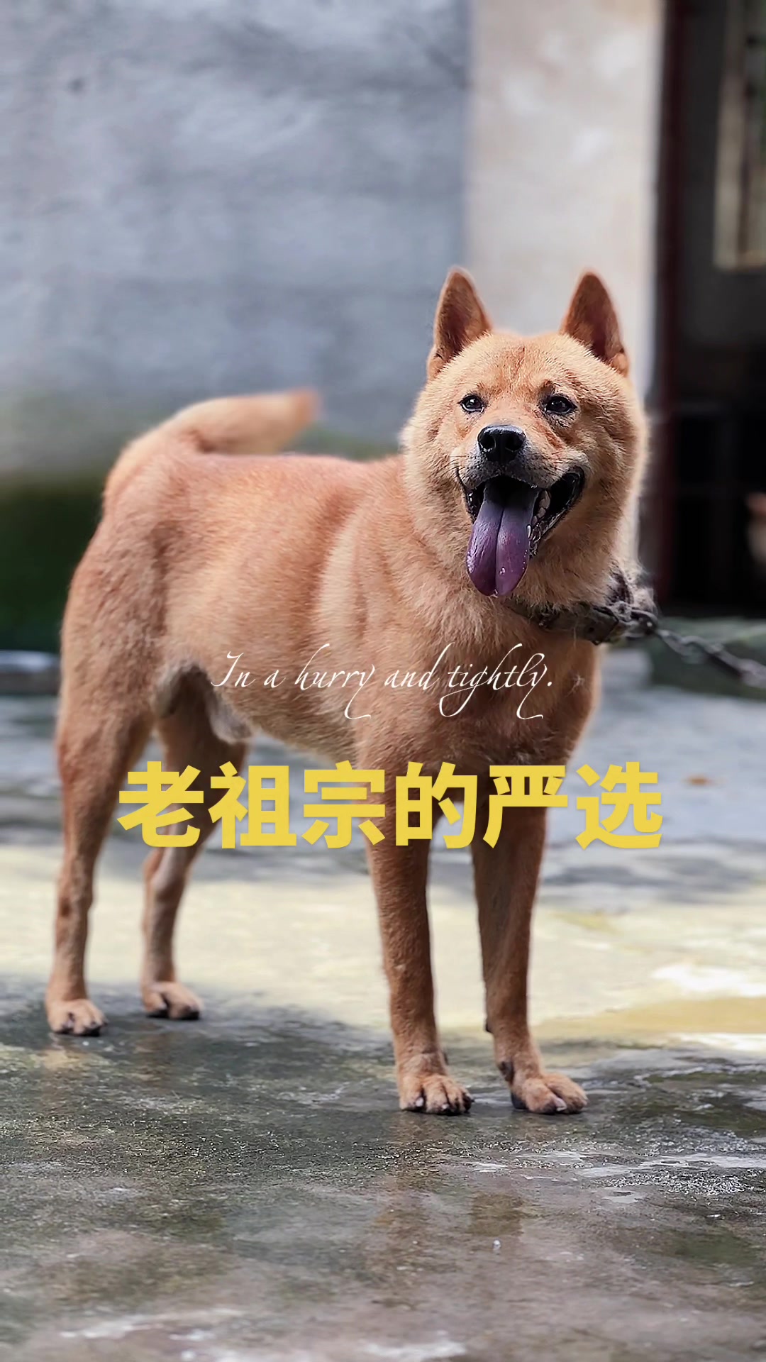 @南粤陪伴犬