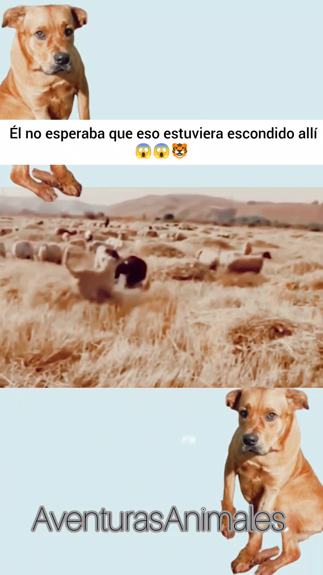 @AventurasAnimales