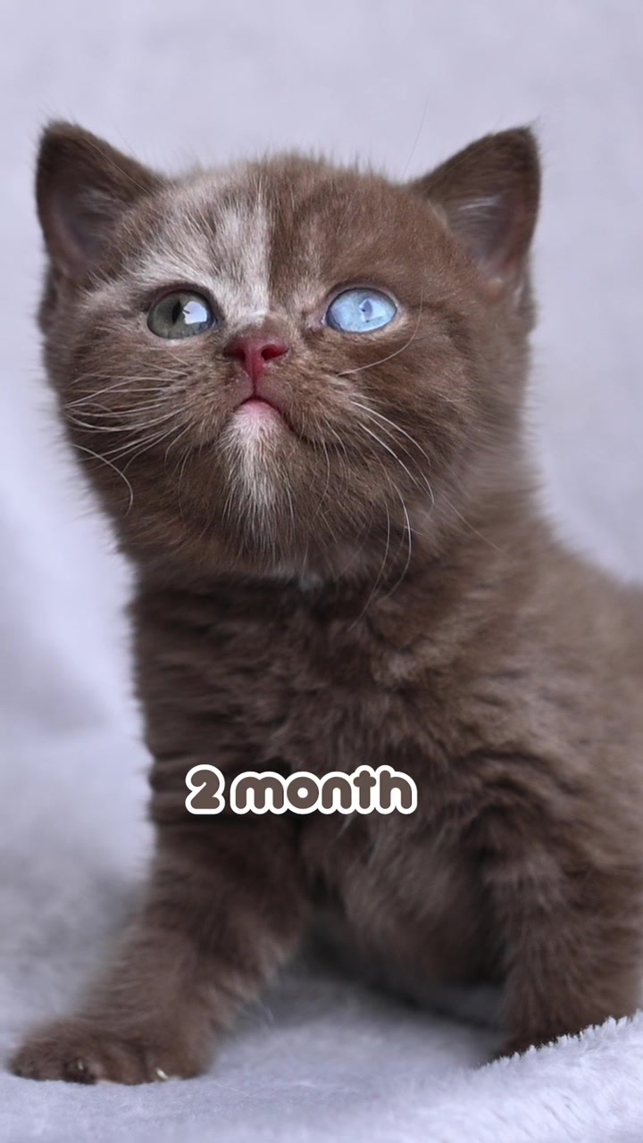 @dutchthebritishcat