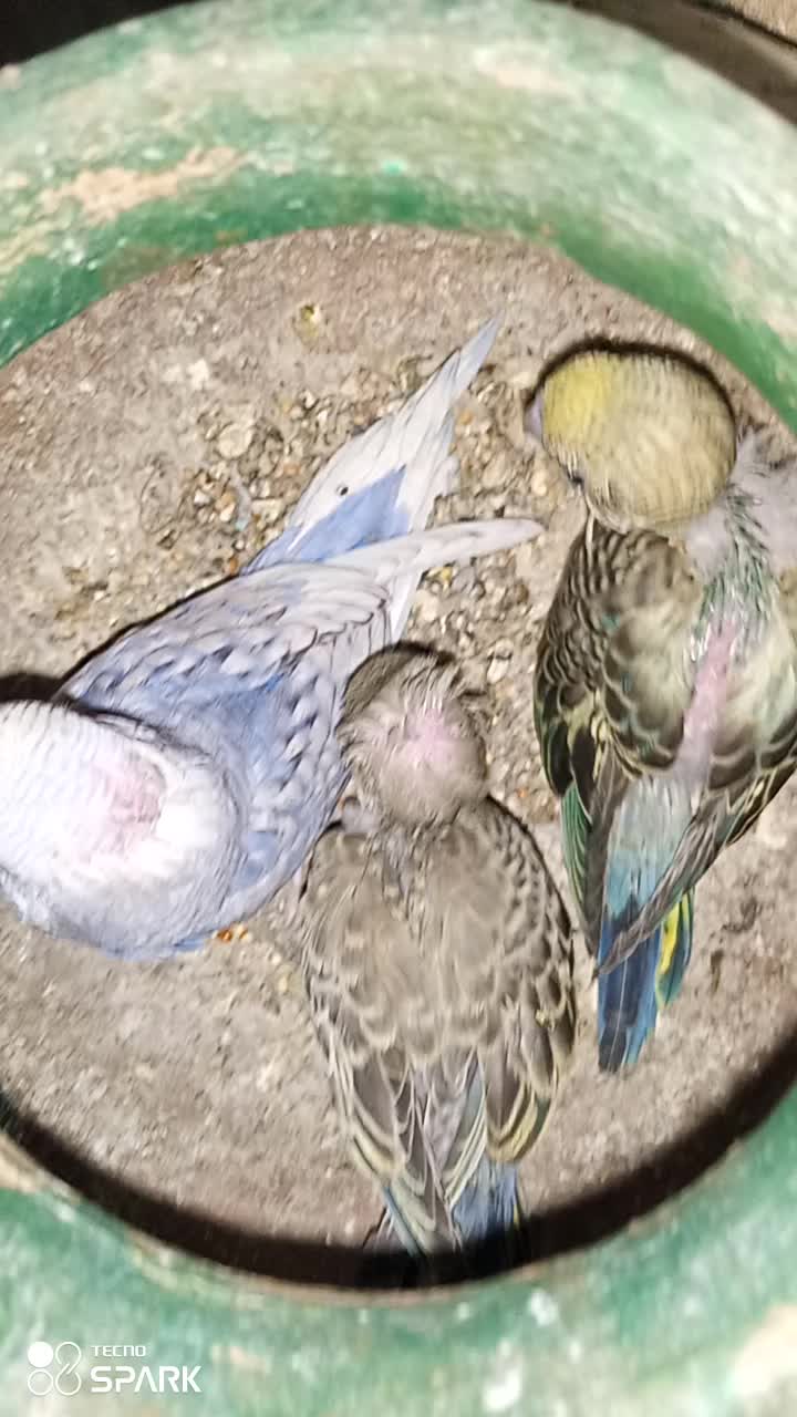 @,%Blue%Bird %