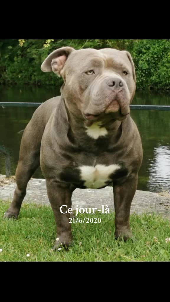 @GordiTheBully