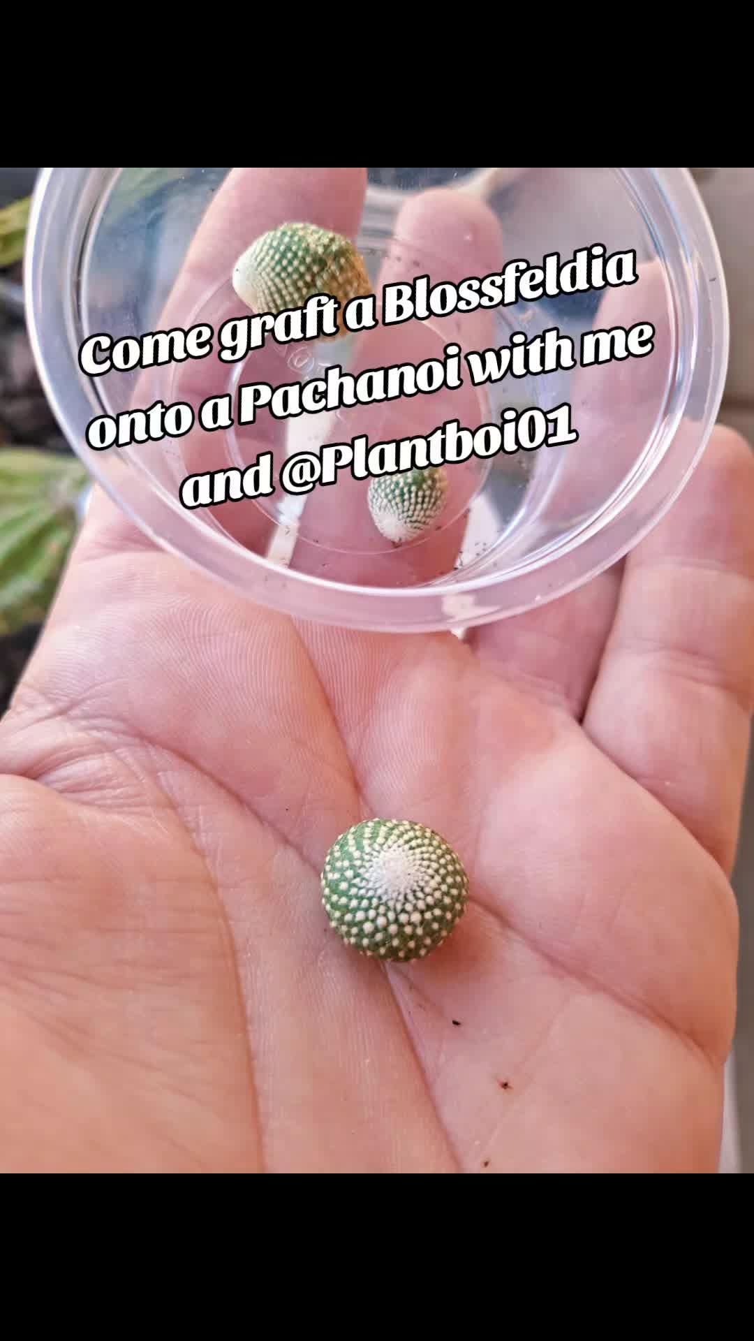 @cactifam