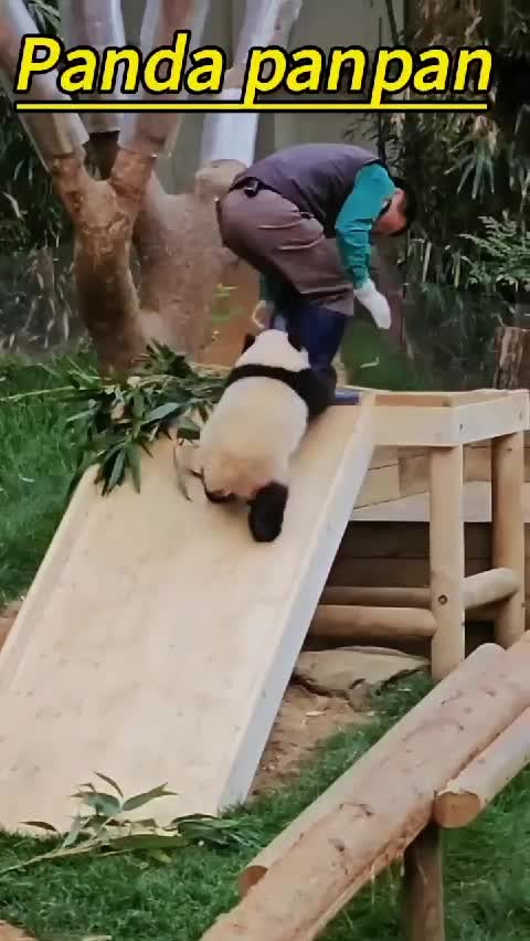 @Many pandas