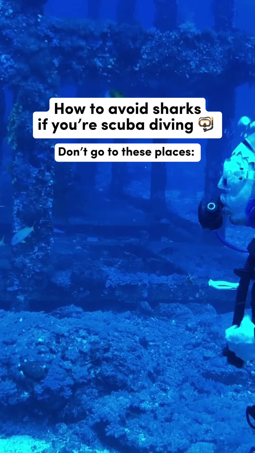 @Divernowmarine