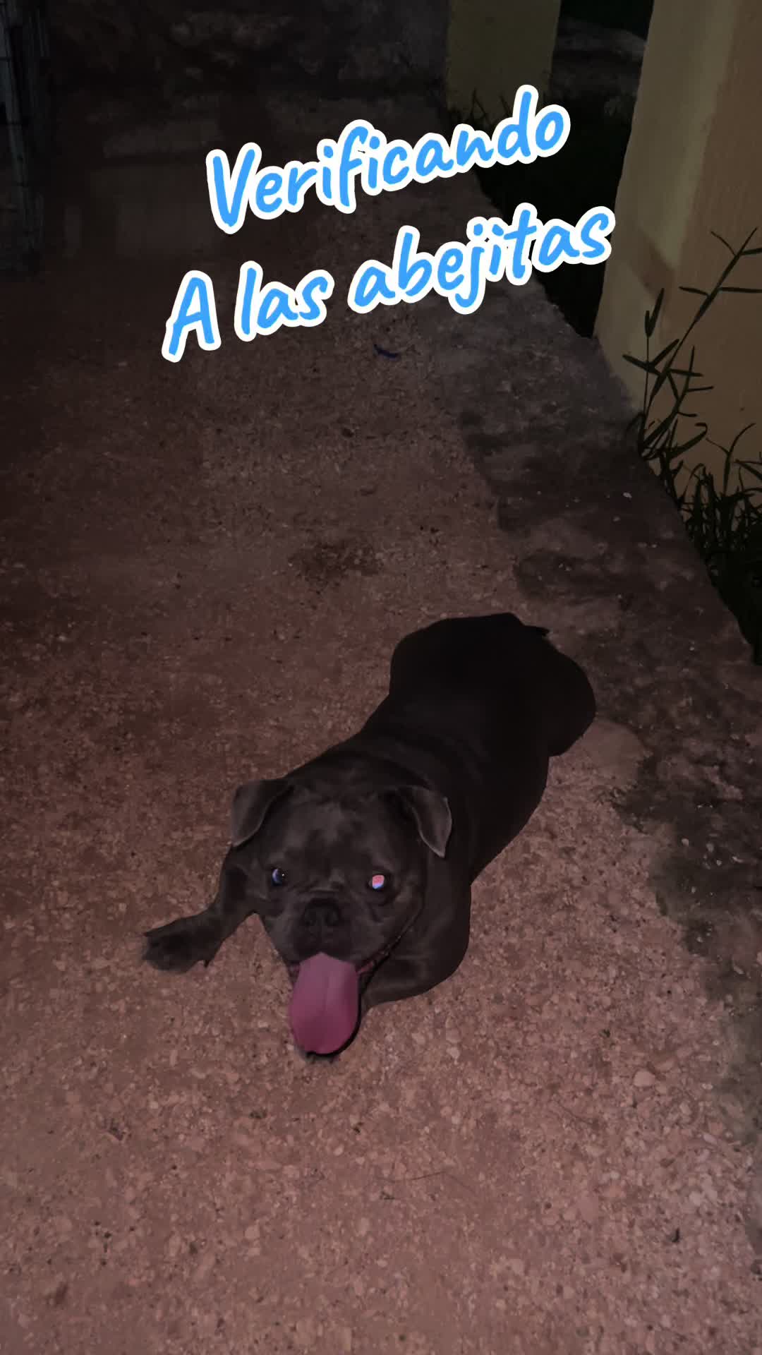 @La Casa Del Kambul