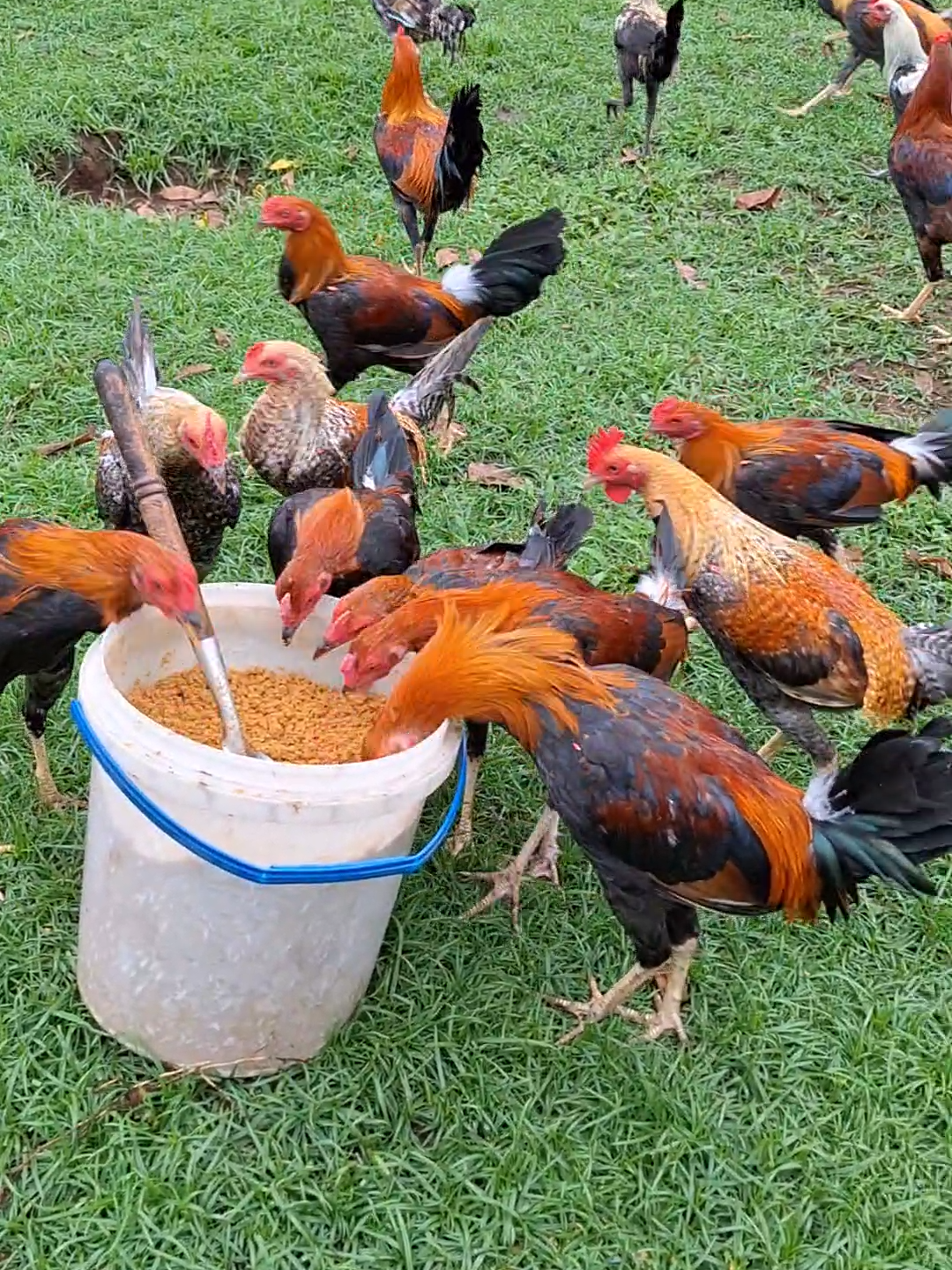 @Battlecock Livestock Products