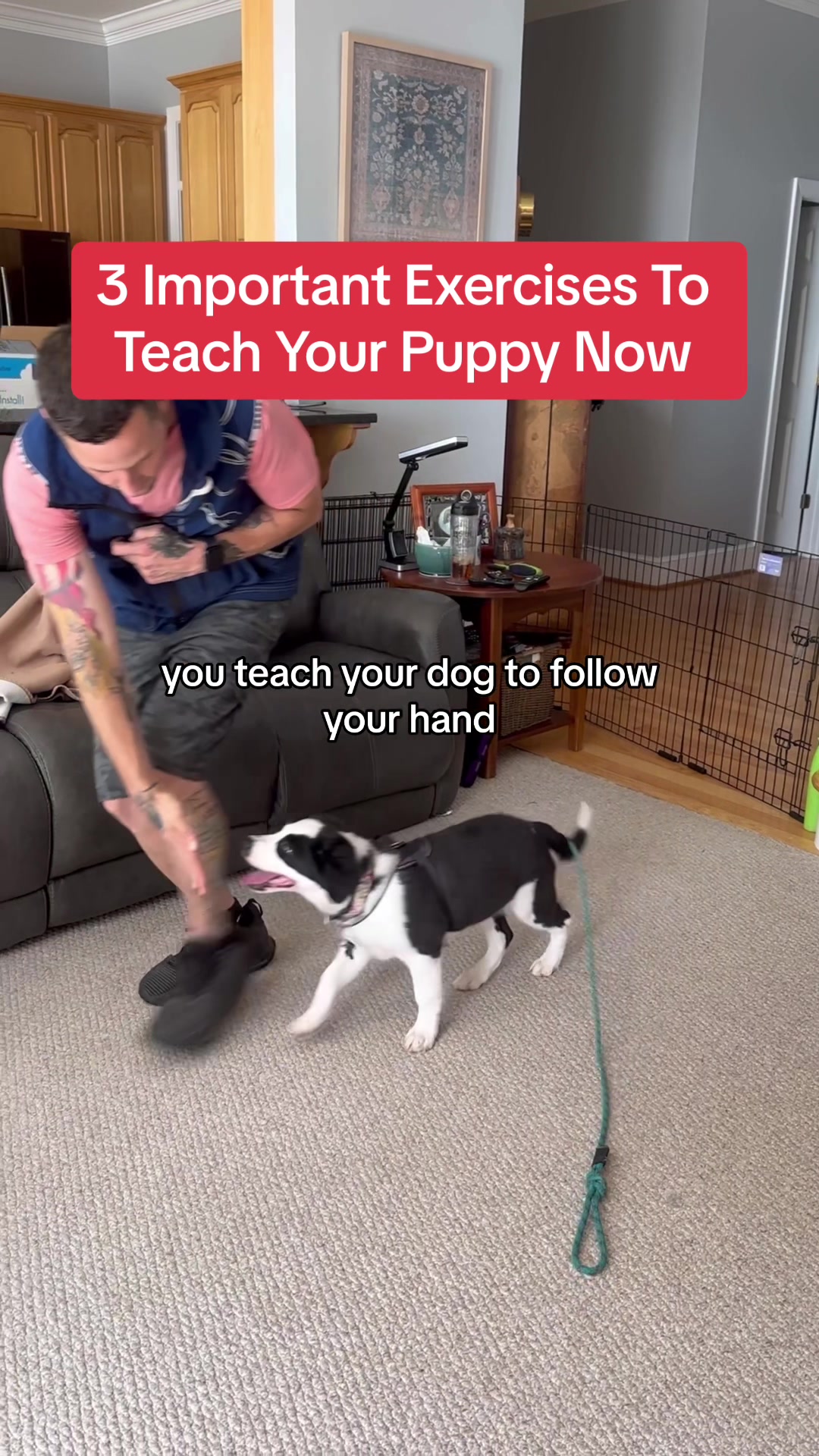 @Best Buddy Dog Trainer LLC