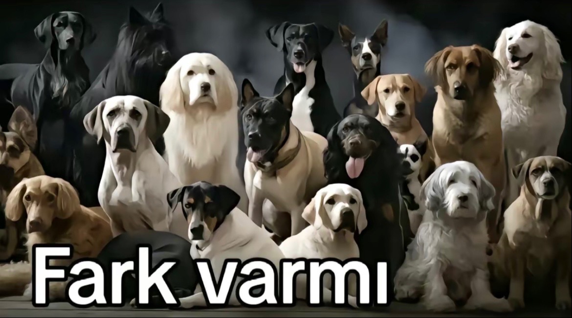 @𐱅𐰇𐰼𐰰