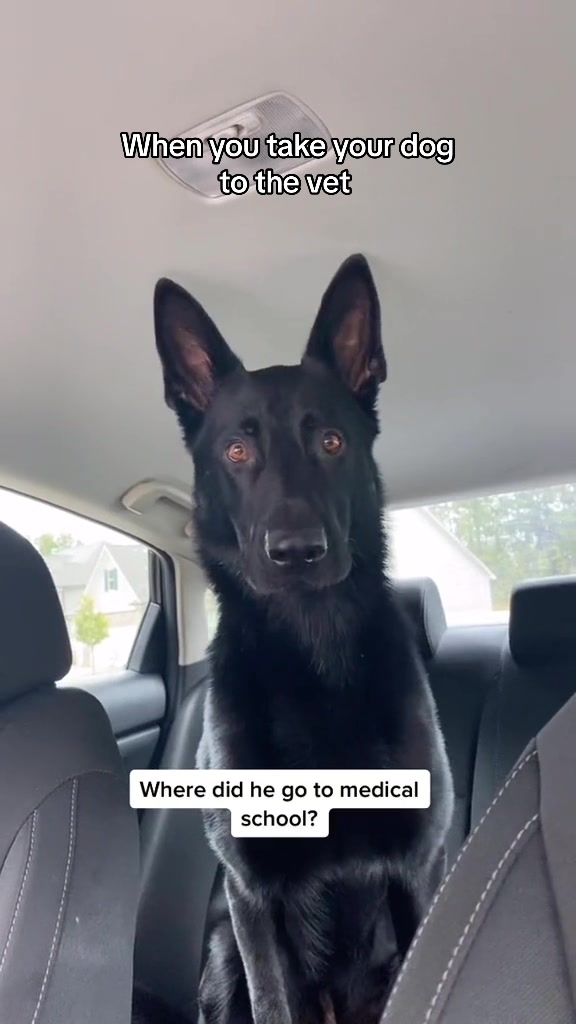 @My Dog&rsquo;s Dope