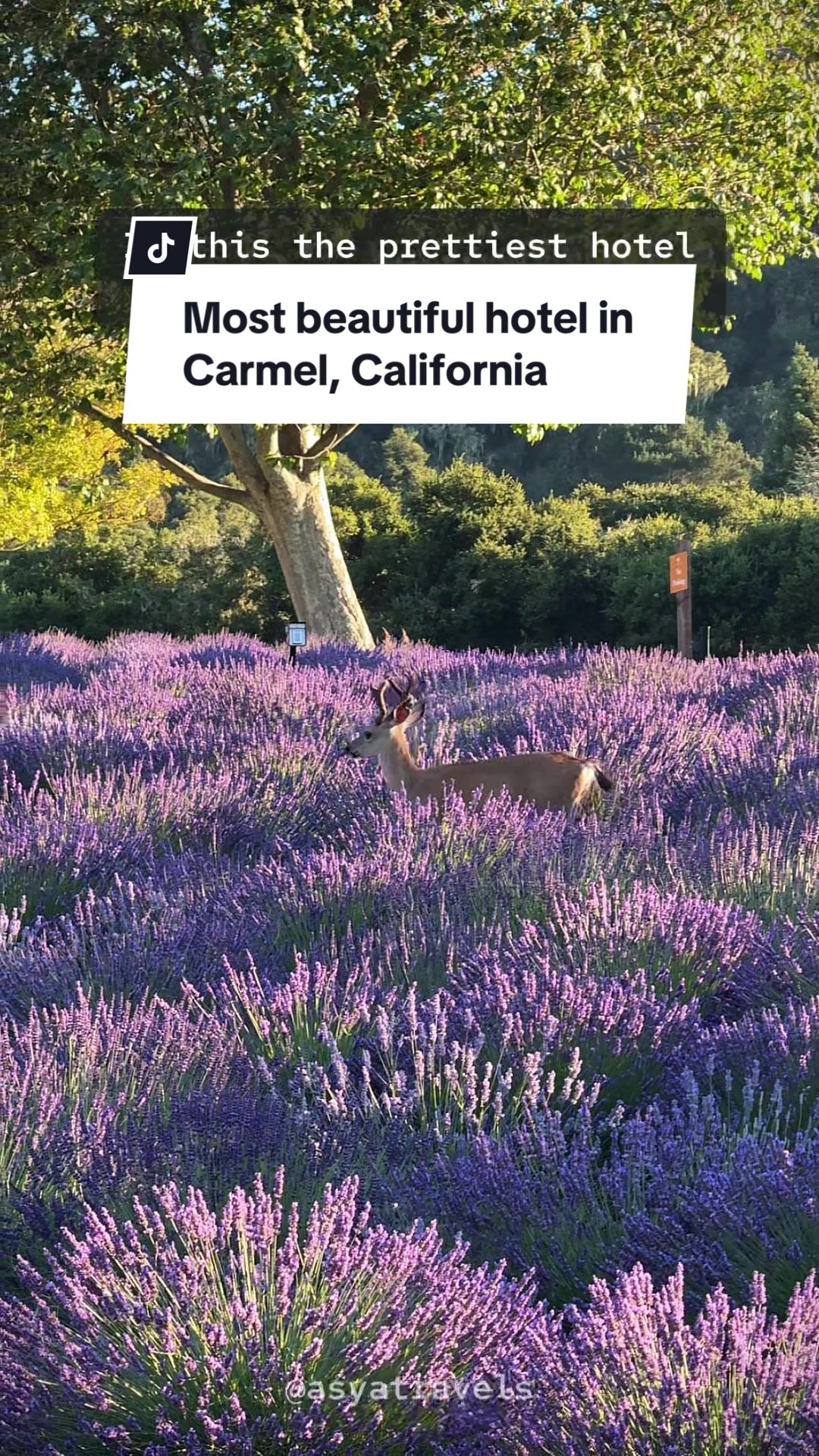 @Asya &bull; Travel + California